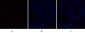 Caspase-9 Polyclonal Antibody
